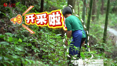 全國(guó)林改，從這里出發(fā)捷文村是全國(guó)第一個(gè)開展林權(quán)改革的試點(diǎn)村，眼下的捷文村正沉浸在靈芝豐收的喜悅中，村民們輕托菌蓋的采收?qǐng)鼍笆橇窒陆?jīng)濟(jì)蓬勃發(fā)展的生動(dòng)剪影。