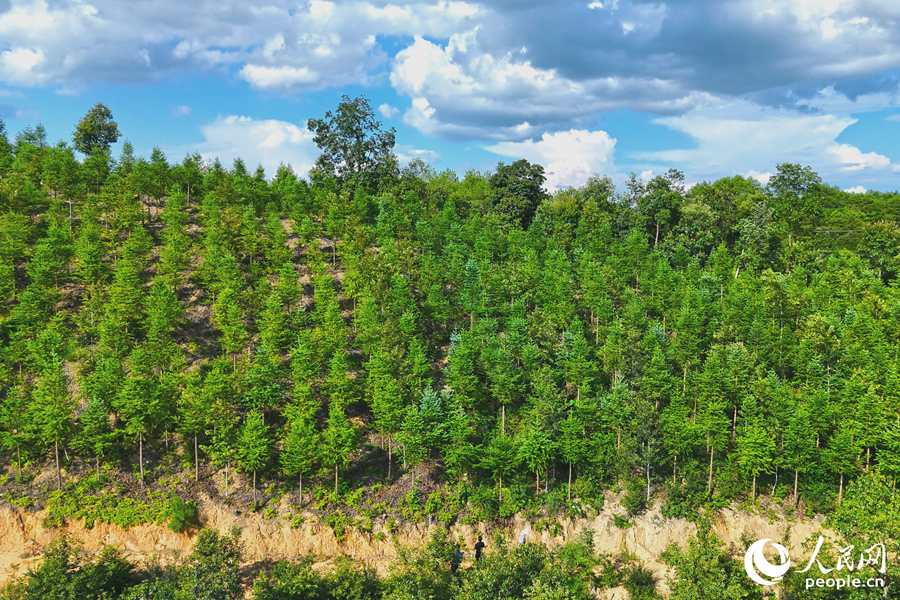 “一林三吃”的經(jīng)營(yíng)模式豐富了林下經(jīng)濟(jì)的多樣性。人民網(wǎng) 李昌乾攝