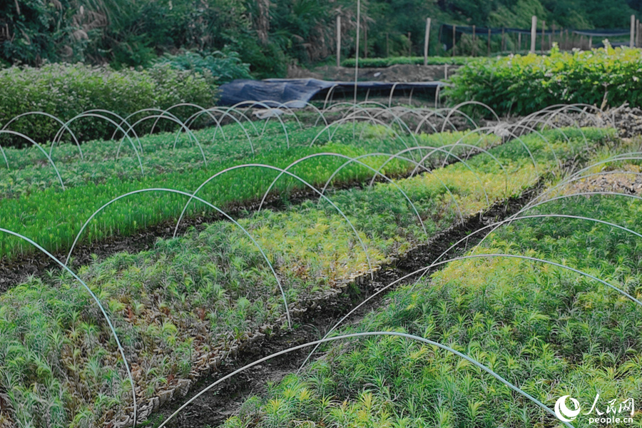 清流縣保障性苗圃的育苗區(qū)。人民網(wǎng) 楊灝昱攝