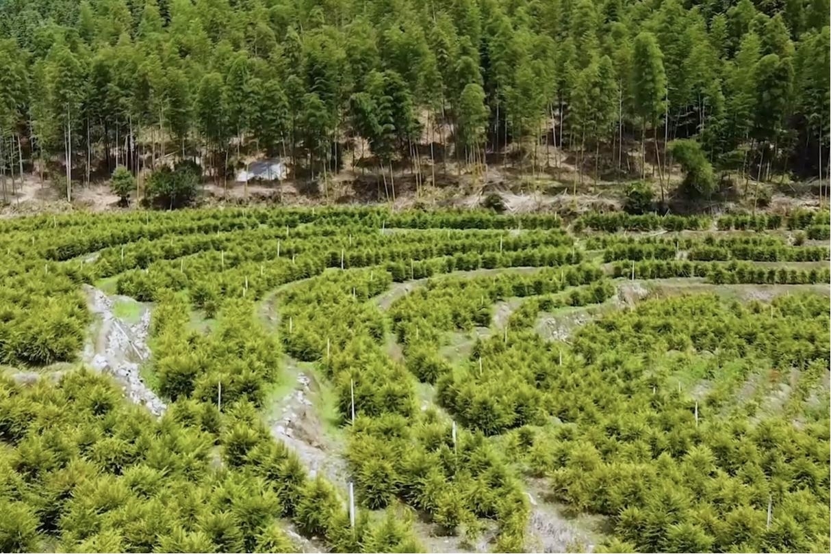 人工種植的紅豆杉。明溪縣融媒體中心供圖