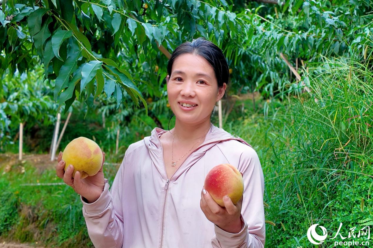 雙溪村果農(nóng)捧著剛采摘的黃桃，喜笑顏開。人民網(wǎng) 楊灝昱攝