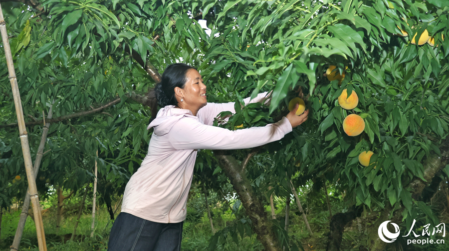 雙溪村果農(nóng)在林間忙碌地采摘黃桃。人民網(wǎng) 李昌乾攝