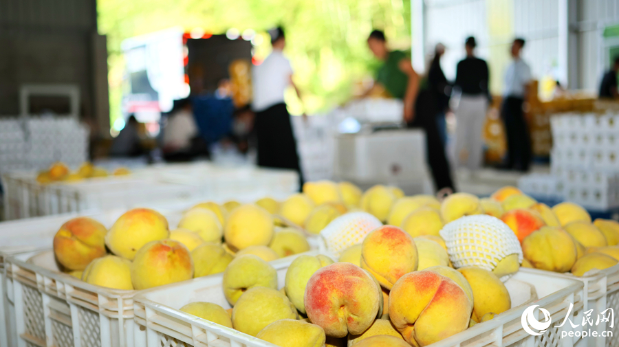 新鮮采摘的“錦繡”黃桃。人民網(wǎng) 李昌乾攝
