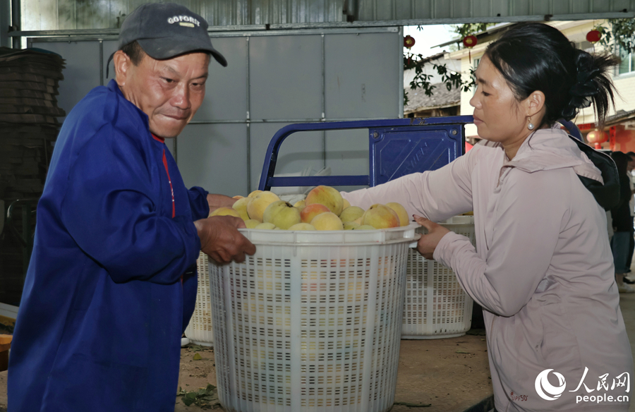 果農(nóng)們將采摘下來的新鮮黃桃分級分裝。人民網(wǎng) 李昌乾攝