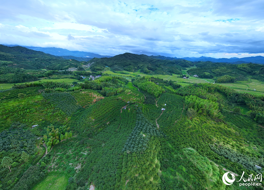 建寧縣漫山遍野的桃林。人民網(wǎng) 李昌乾攝