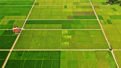 “小傅，咱種的糧增產(chǎn)啦！”為了讓“荒山披綠”，也為了“拔掉”水土流失帶來的“窮根子”，1999年起，長(zhǎng)汀人民先用十年“退荒復(fù)綠”，又用十年“變荒為寶”。