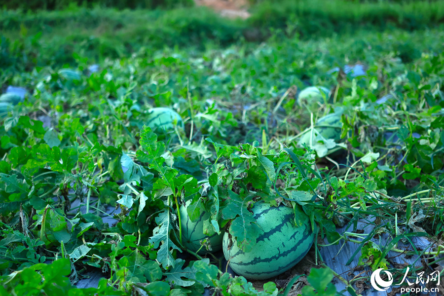 西瓜地里，西瓜滾圓。人民網(wǎng) 李昌乾攝