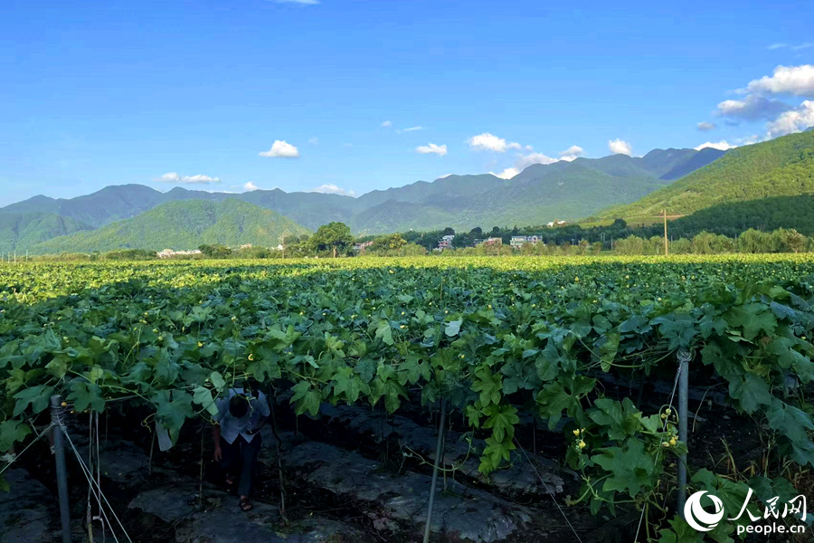 絲瓜田里，綠葉遮天蔽日，黃花點(diǎn)綴其中。人民網(wǎng)記者 林盈攝