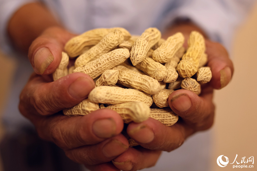 豐收的賴坊花生。人民網(wǎng) 李昌乾攝