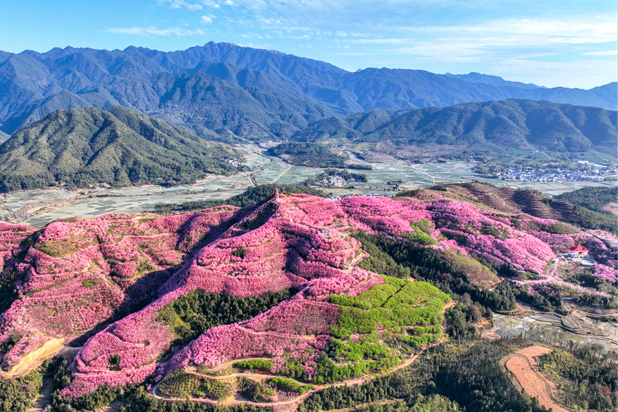 賴坊鎮(zhèn)的春日櫻花常吸引遠(yuǎn)近游客慕名而來。沈興源攝
