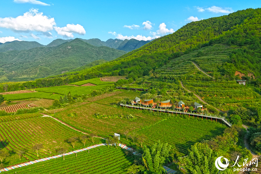 南山村的茶山成片，一到春天，漫山櫻花點(diǎn)綴其間。人民網(wǎng) 李昌乾攝