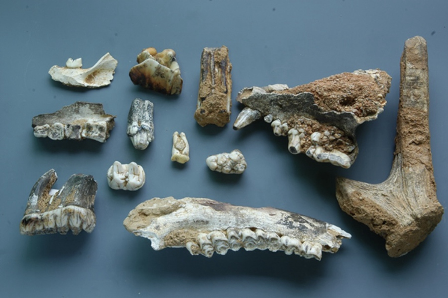 船帆洞3號支洞哺乳動物化石。萬壽巖遺址博物館供圖