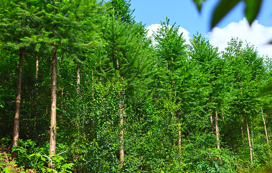 清流縣建設“國儲林+茯苓+崗梅”的林下經濟復合經營示范基地