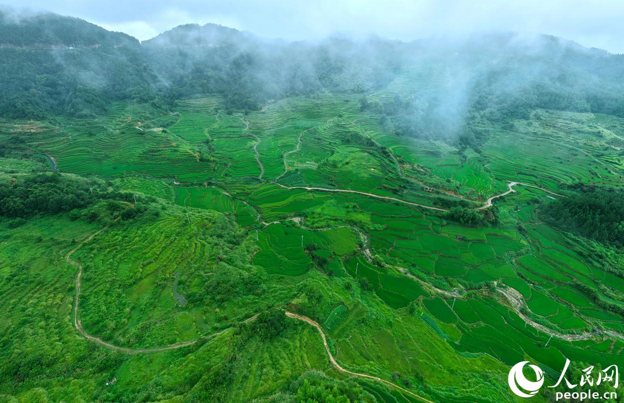 寧化縣河龍鄉(xiāng)萬畝梯田層疊起伏。人民網(wǎng) 李昌乾攝