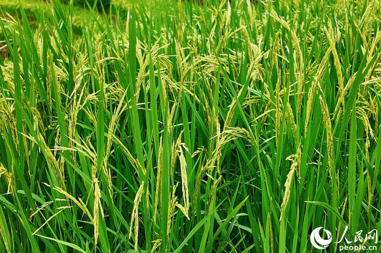 河龍貢米稻苗長勢喜人。人民網(wǎng) 楊灝昱攝