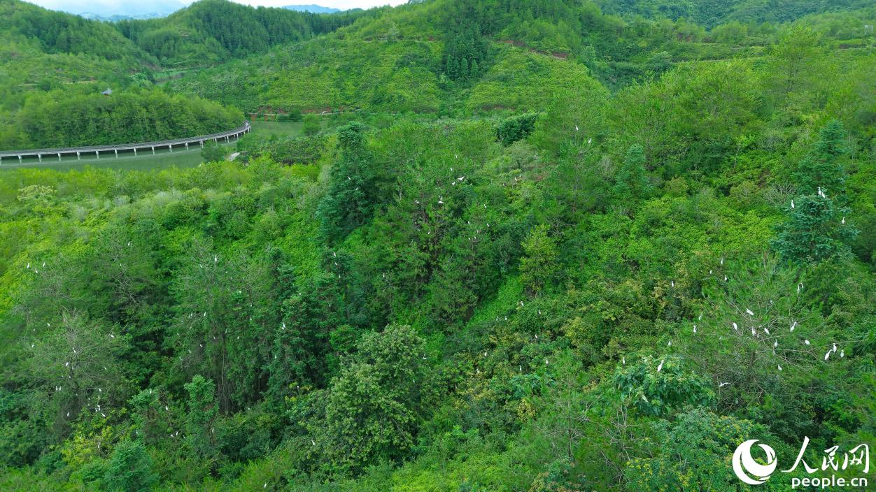 治理后的寧化縣“水土保持科技示范園”被評為省級水利風(fēng)景名勝區(qū)，成群白鷺在此棲息覓食。人民網(wǎng) 李昌乾攝