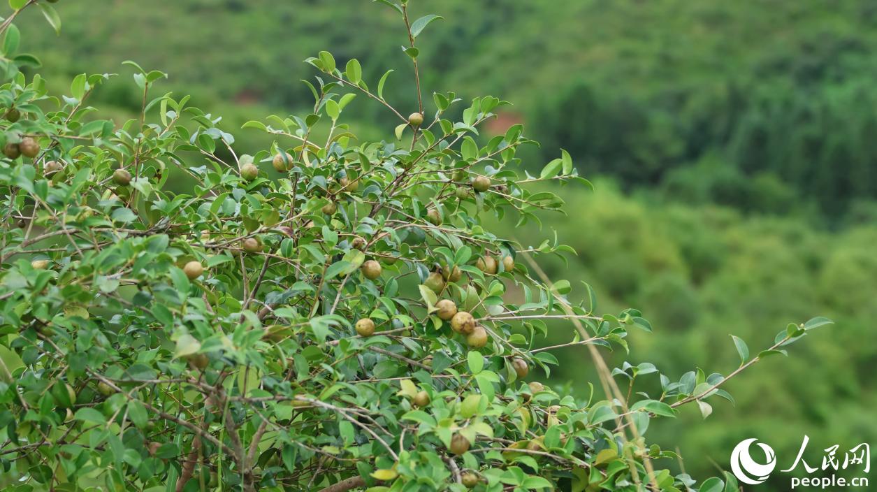 石壁鎮(zhèn)生態(tài)水土保持油茶示范園，漫山油茶樹傲然挺立，碩果累累。人民網(wǎng) 李昌乾攝