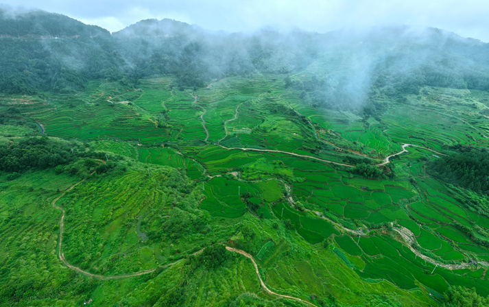昔日“荒山”覆綠生“金”