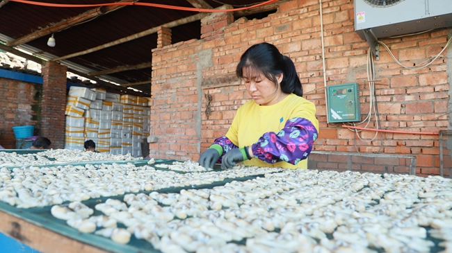 將蟶肉擺上篩子，準(zhǔn)備晾曬