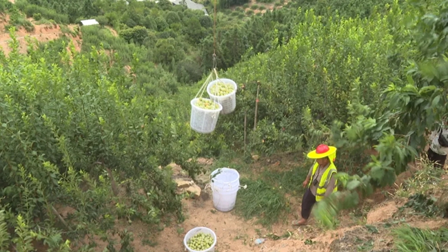 無人機吊起剛采摘下來的油柰