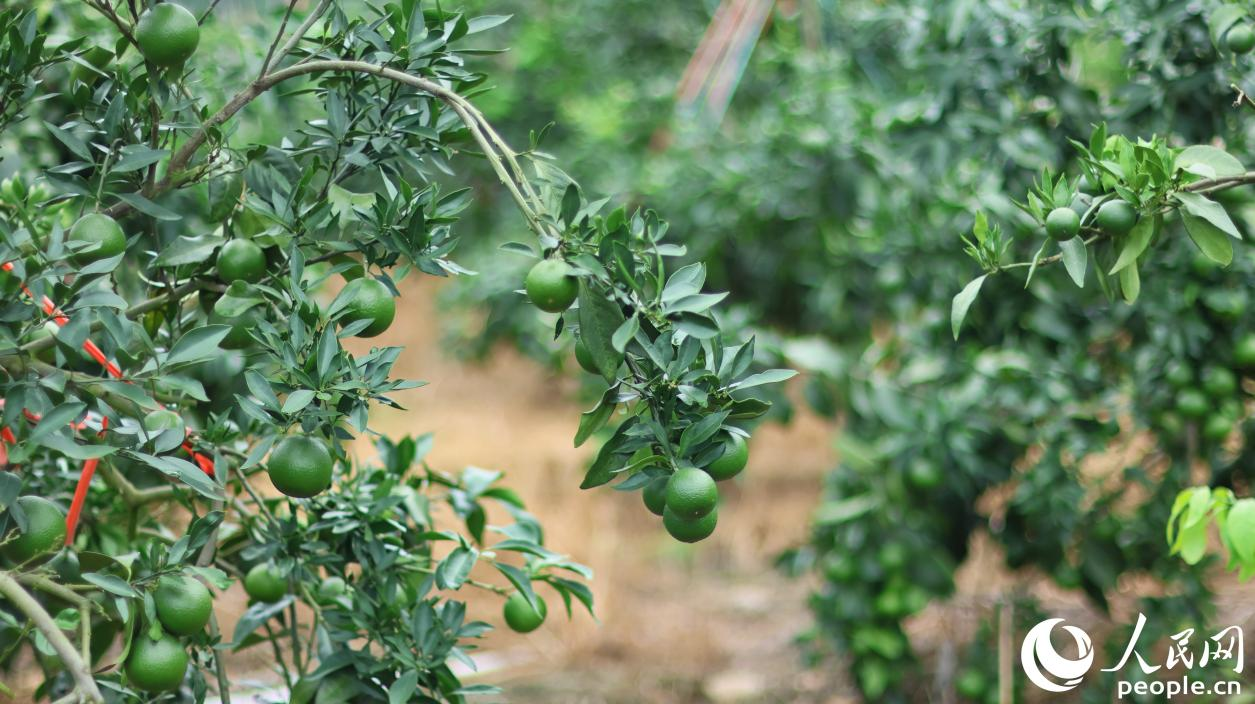 ?？诖迥毘确N植基地里，青翠的果實綴滿枝頭。人民網(wǎng) 李昌乾攝