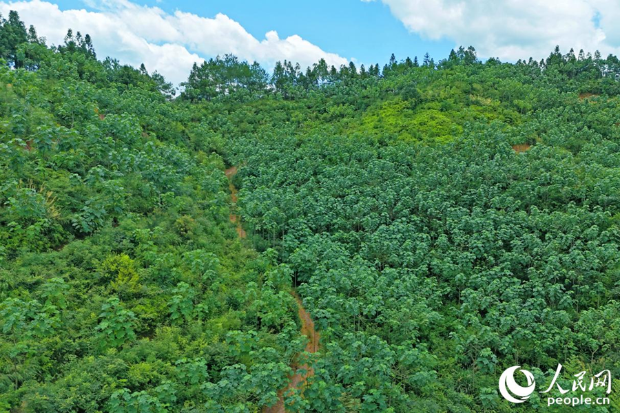 明溪縣生態(tài)環(huán)境質(zhì)量良好。人民網(wǎng) 李昌乾攝