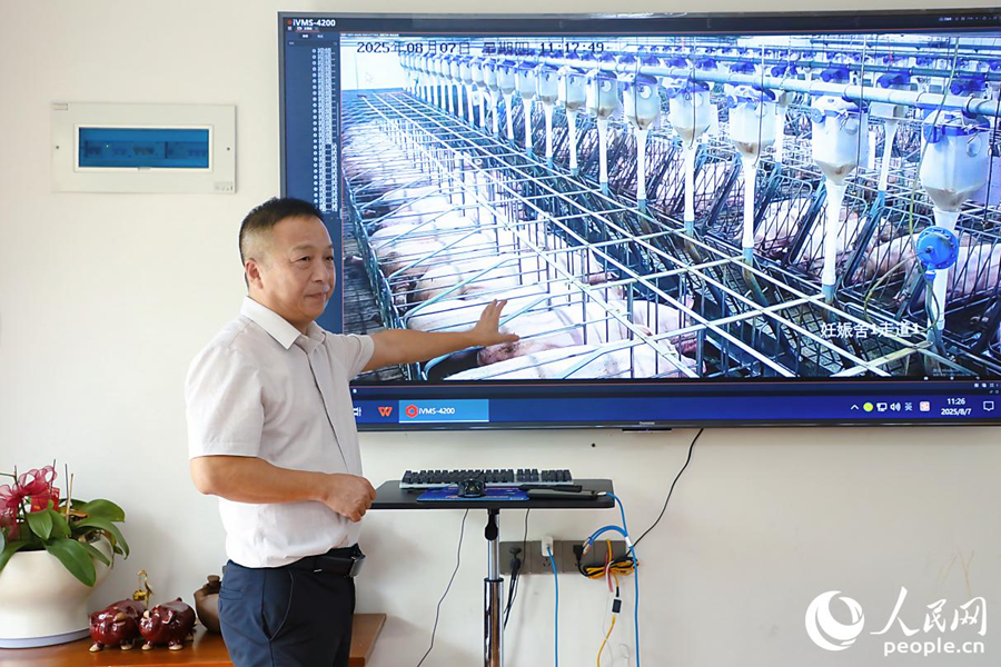 左珍衛(wèi)通過監(jiān)視器實現(xiàn)“遠程智能養(yǎng)豬”。人民網(wǎng) 李唯一攝