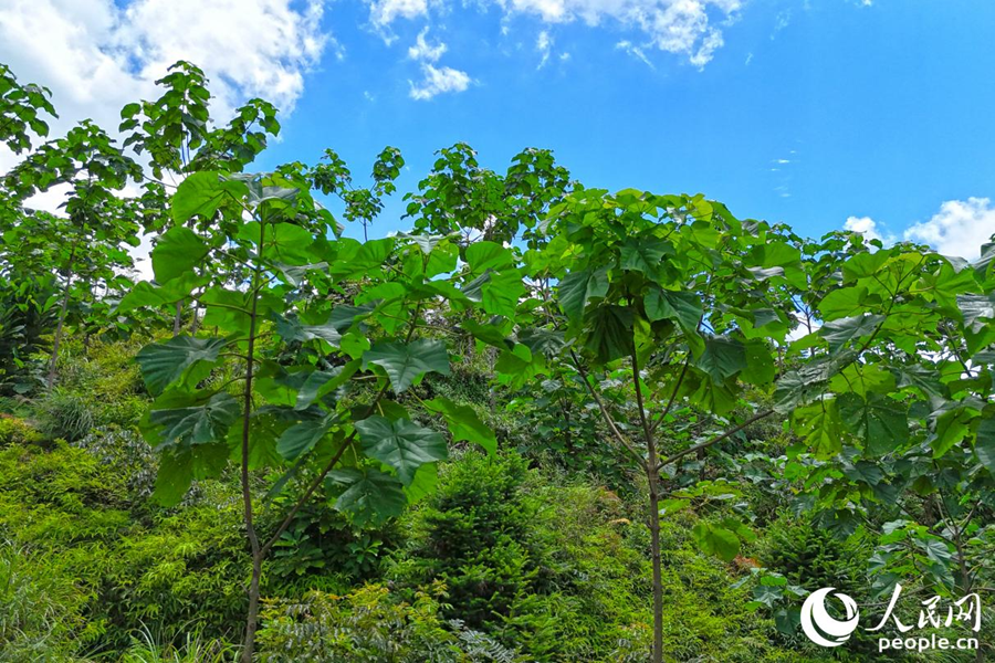明溪縣種植的新型泡桐。人民網(wǎng) 李昌乾攝