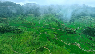 昔日“荒山”覆綠生“金”寧化縣河龍鄉(xiāng)的河龍貢米核心產(chǎn)區(qū)土壤有機(jī)質(zhì)含量高達(dá)3.03%左右，含豐富指標(biāo)的田塊達(dá)76.82%，為貢米的優(yōu)質(zhì)穩(wěn)產(chǎn)奠定了堅(jiān)實(shí)基礎(chǔ)。