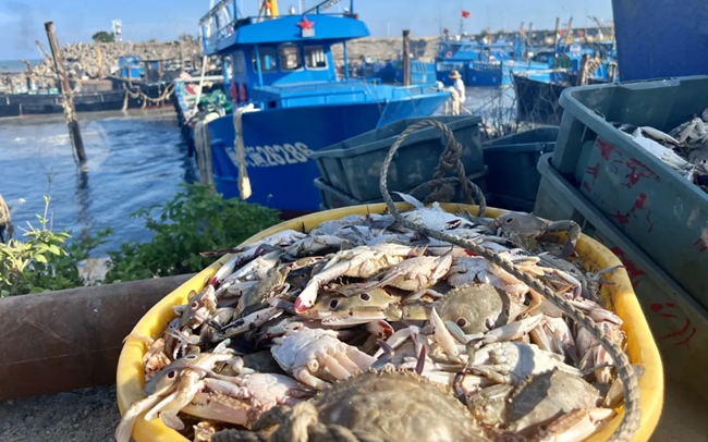 新鮮捕撈的海蟹