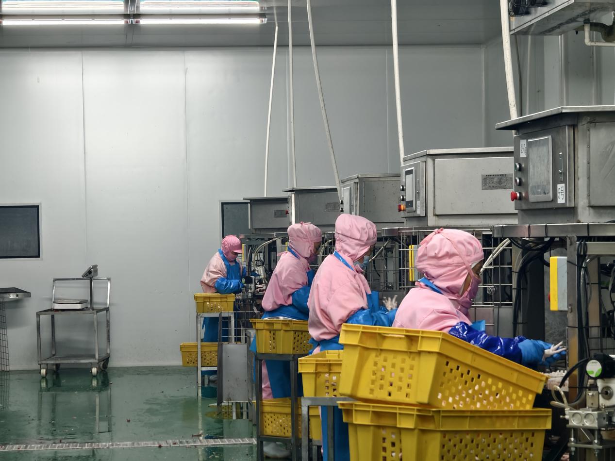 工人們身穿無(wú)菌防護(hù)服，操作著脫骨設(shè)備。崇興食品廠供圖