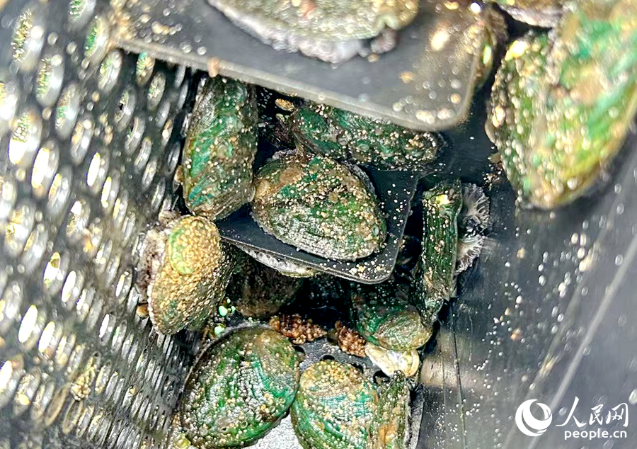 靜靜“趴”在網(wǎng)箱里的鮑魚(yú)。人民網(wǎng) 葉青卿攝