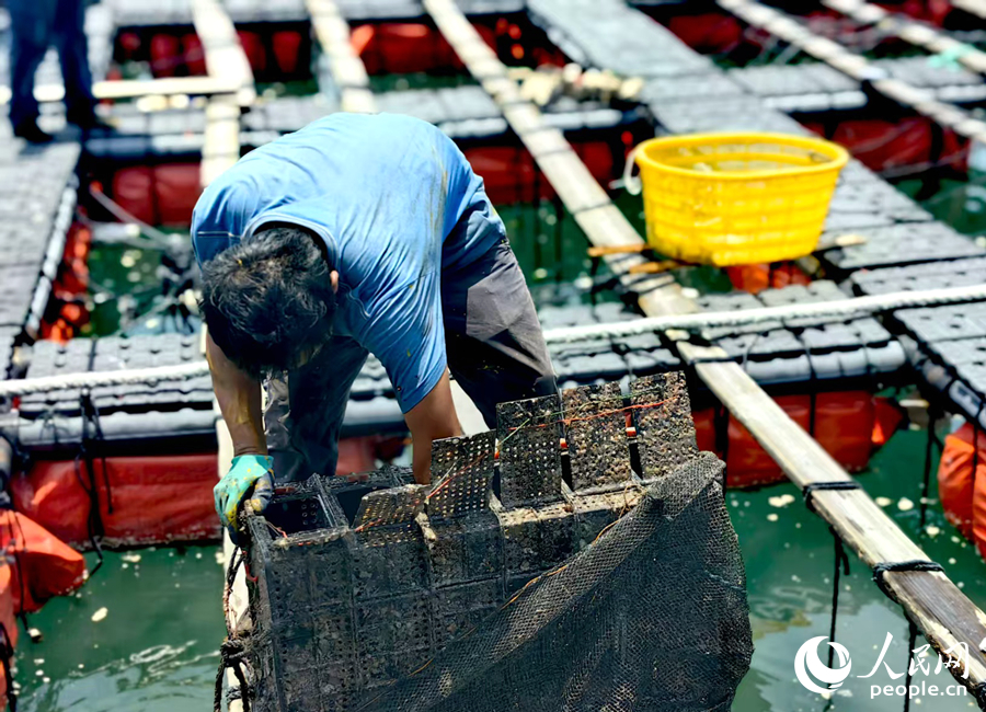 養(yǎng)殖工人撈出一個(gè)吊養(yǎng)在水下的鮑魚(yú)籠。人民網(wǎng) 葉青卿攝