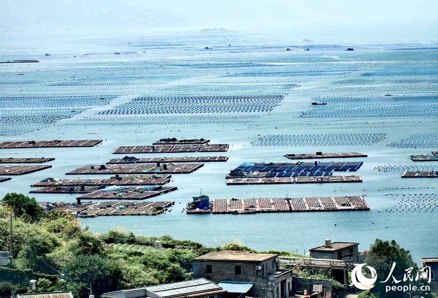 連江鮑魚(yú)約占全國(guó)總量的三分之一。人民網(wǎng) 葉青卿攝