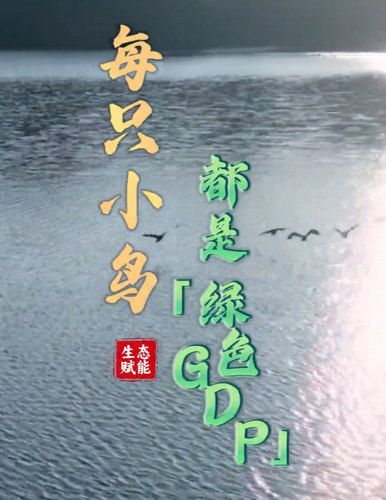 每一只小鳥，都是“綠色GDP”