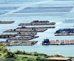 南來(lái)北往，只為你的“鮑魚(yú)自由”/