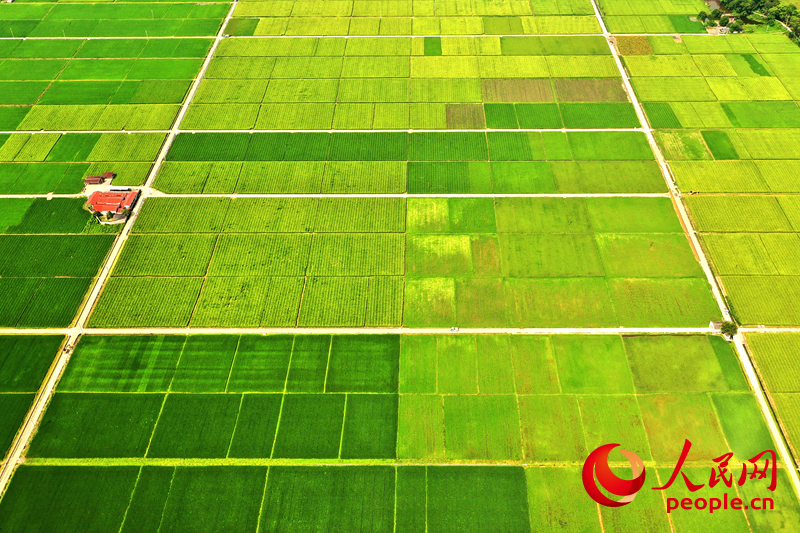 長汀縣萬畝水稻田。人民網(wǎng) 李唯一攝