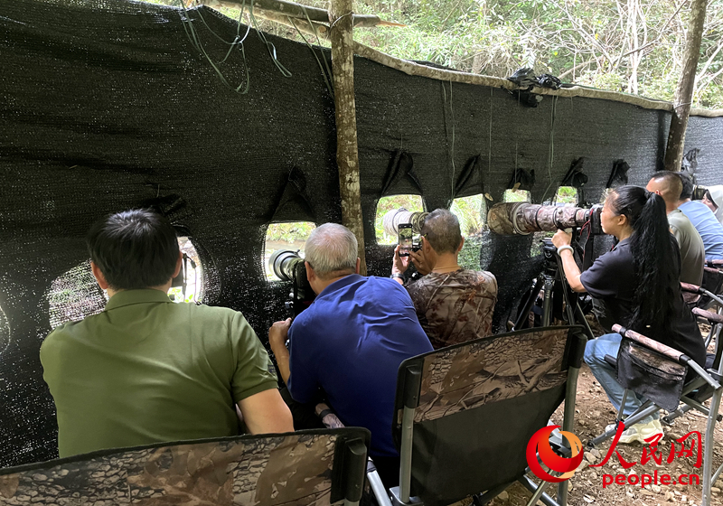 觀鳥點(diǎn)內(nèi)，觀鳥愛好者們拍攝珍稀鳥類身影。人民網(wǎng)記者 林盈攝