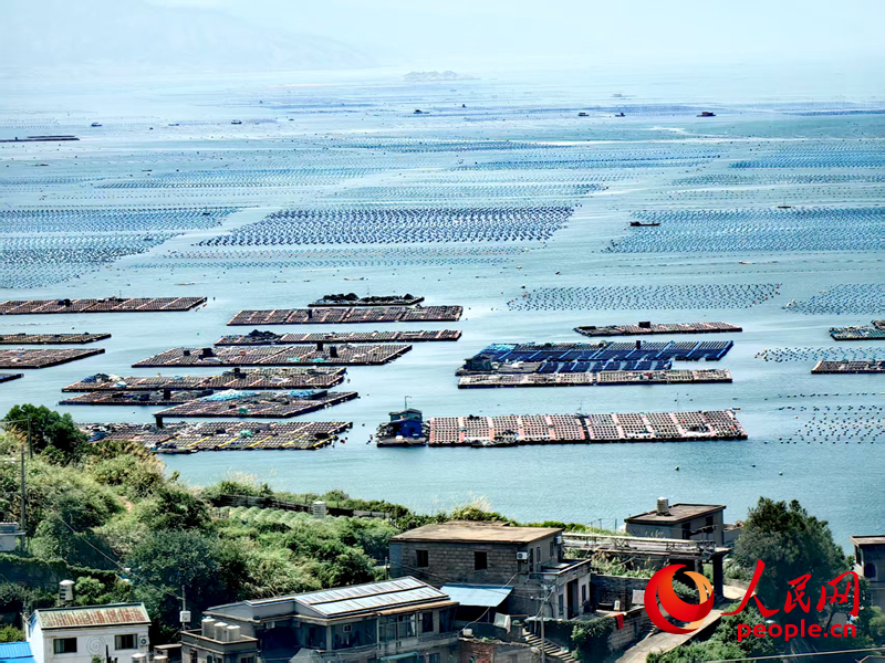 連江鮑魚約占全國總量的三分之一。人民網(wǎng) 葉青卿攝