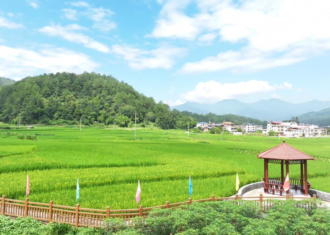 湖雷鎮(zhèn)上南村。姜淇攝