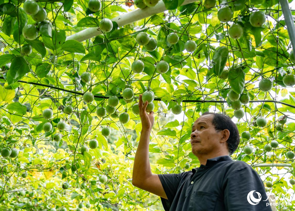 金砂鎮(zhèn)西田村的百香果種植園。實習(xí)生 魏建燁攝