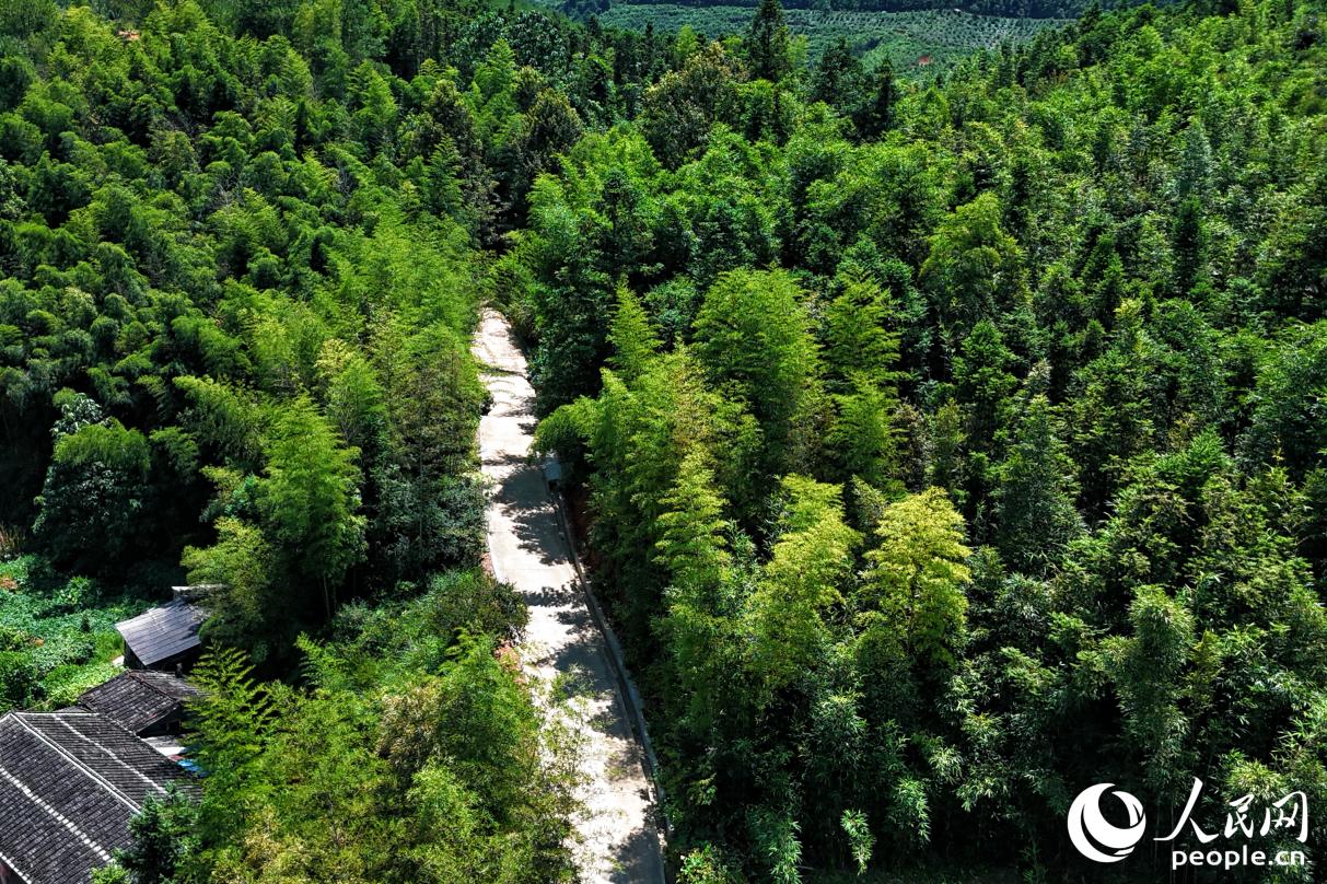 煥然一新的村道直穿尤溪山林。人民網(wǎng) 李唯一攝