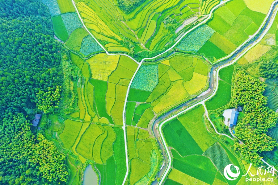 寧化的貢米沃野美得像幅畫。人民網(wǎng) 李唯一攝