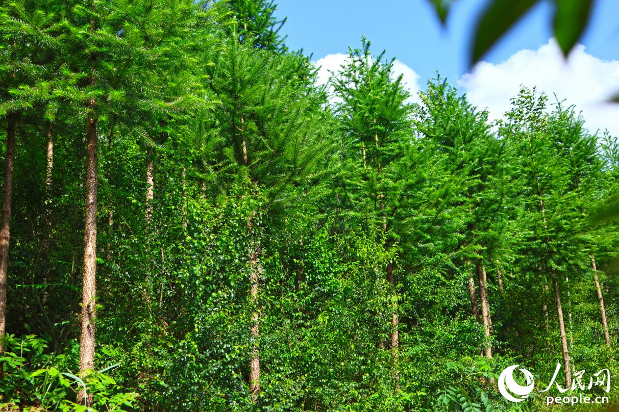 在清流縣，林農(nóng)們可以在“一片林地”上，種出“三份收入”。人民網(wǎng) 李昌乾攝