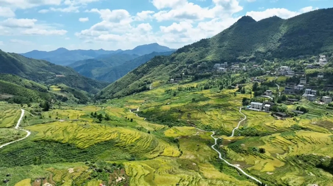層層稻浪翻滾，與遠(yuǎn)山、村落交相輝映，勾勒出一幅動(dòng)人的田園畫卷。黃功興攝