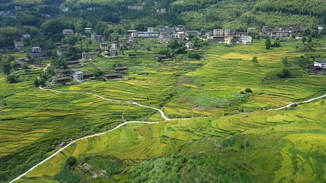 聯(lián)合梯田正值最佳觀賞期。黃功興攝