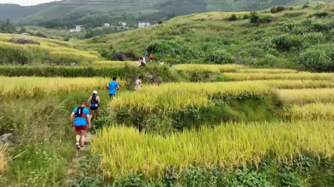 行走田間，感受豐收的氣息。黃功興攝