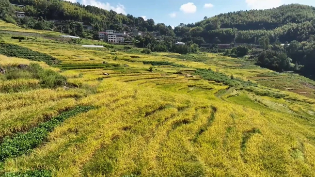 金燦燦的稻浪見(jiàn)證豐碩的成果。黃功興攝