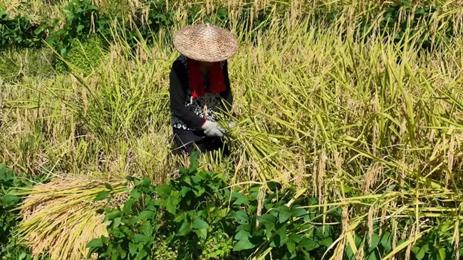 田間收割忙。黃功興攝