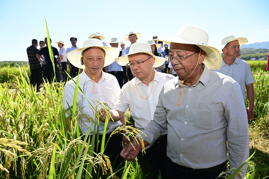 謝華安（右）正與專家們查看稻穗生長情況。李政頻攝
